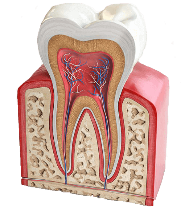 low cost root canal in Surat